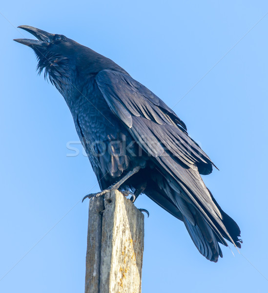 Stock photo: Common Raven (Corvus corax) perched on a pole and croaking