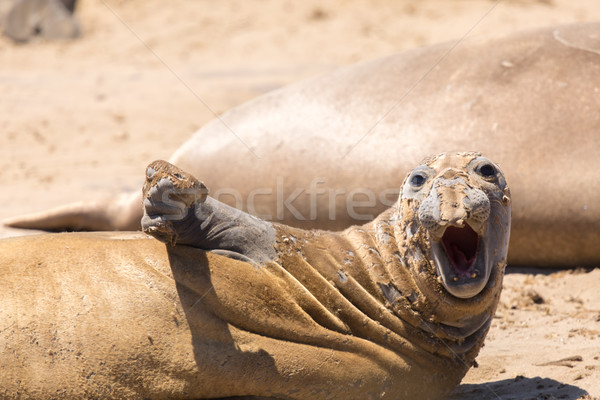 Juvenile Northern Elephant Seal Bull (Mirounga angustirostris) hawling out during molting season. Stock photo © yhelfman
