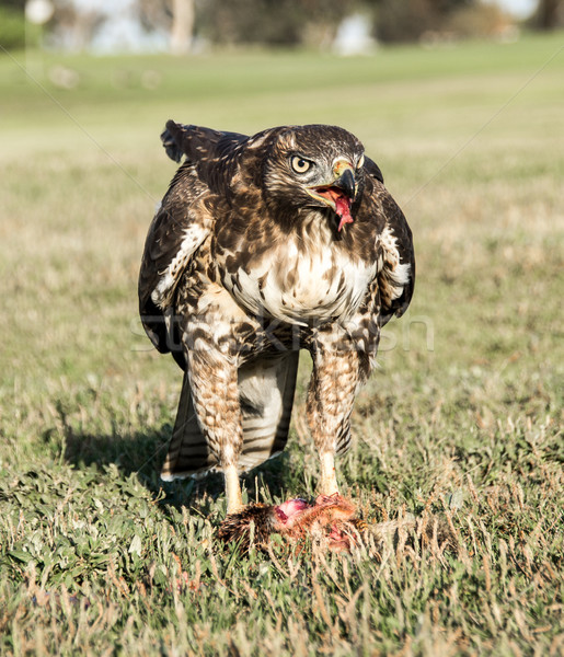Stock photo: Red-tailed Hawk, Buteo jamaicensis, juvenile, eating a Squirrel