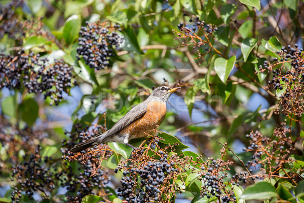 American Robin - Turdus migratorius Stock photo © yhelfman