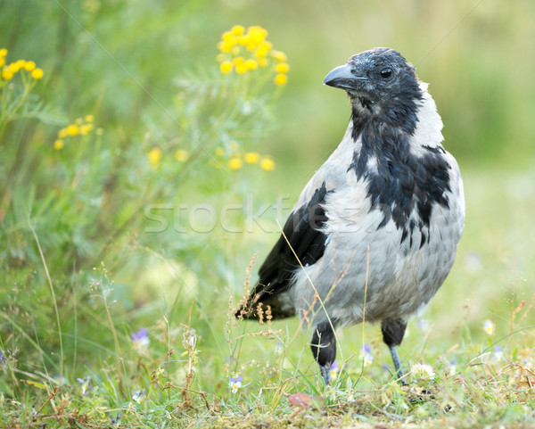 Hooded Crow - Corvus corone cornix Stock photo © yhelfman