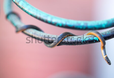 Pacific Ring-necked Snake - Diadophis punctatus amabilis. San Francisco East Bay, California, USA Stock photo © yhelfman