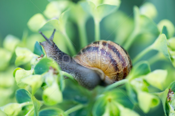 Snail on a flower Stock photo © yhelfman