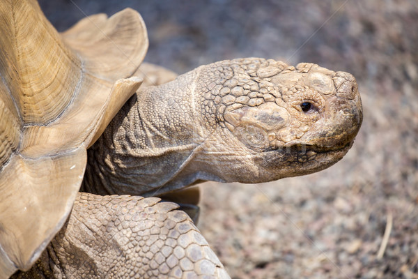 African spurred tortoise - Centrochelys sulcata Stock photo © yhelfman