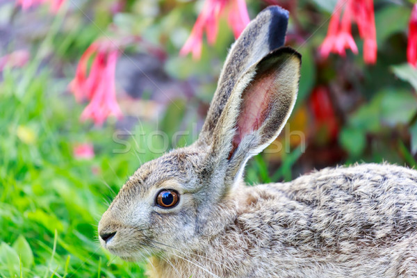 European Hare (Lepus Europaeus) Close-up. Stock photo © yhelfman