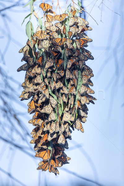 Monarch Butterflies forming a cluster to stay warm during migration. Stock photo © yhelfman