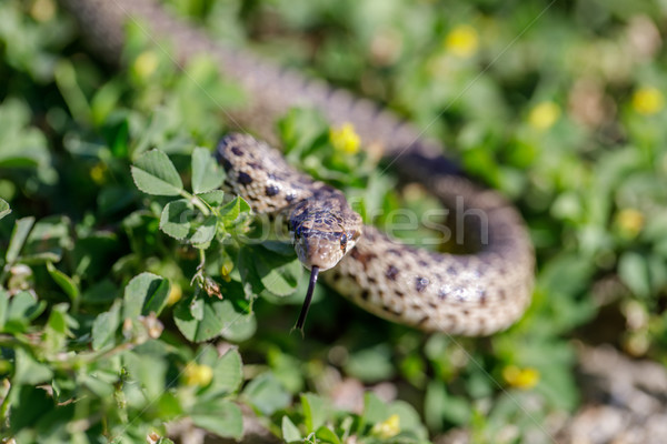 Pacific Gopher Snake (Pituophis catenifer catenifer) in defensive posture. Stock photo © yhelfman