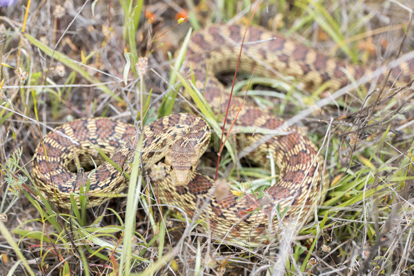 Pacific Gopher Snake (Pituophis catenifer catenifer) hiding in grass in defensive posture. Stock photo © yhelfman