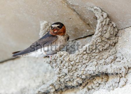 Barn Swallow - Hirundo rustica Stock photo © yhelfman