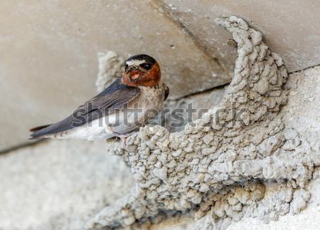 Grange oiseau acier boue nid cannelle [[stock_photo]] © yhelfman