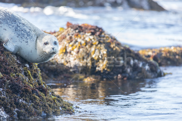 Stock photo: Spotted Adult Male Harbor Seal (Phoca vitulina) hanging on a rock.