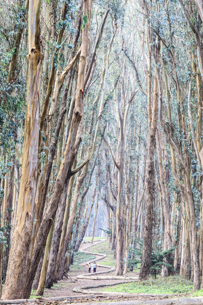 Bosje hout lijn San Francisco Californië USA Stockfoto © yhelfman