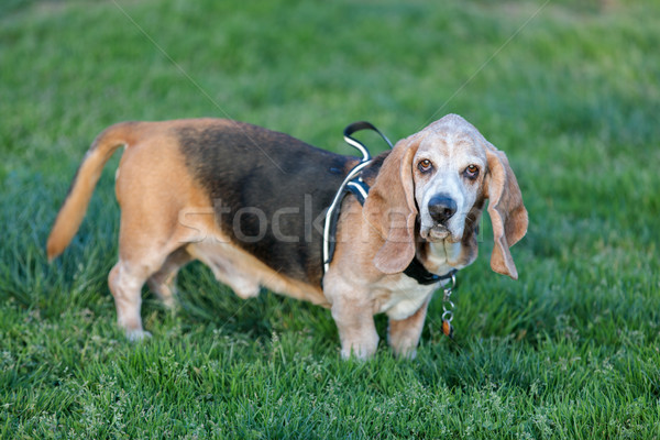 Cão de caça adulto masculino retrato em pé grama Foto stock © yhelfman