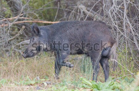 Wild Boar (Sus scrofa) in alert; Santa Clara County, California, USA Stock photo © yhelfman
