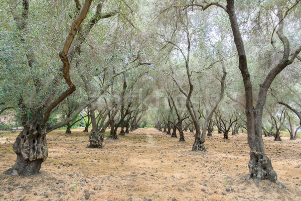 Olive Tree Tunnel Stock photo © yhelfman