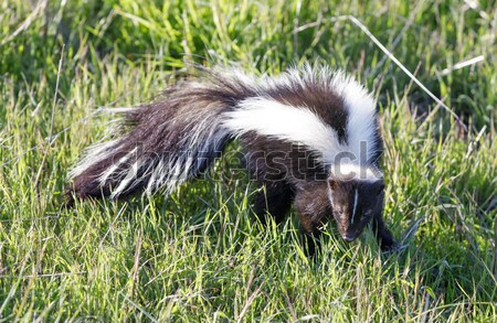 Striped Skunk (Mephitis mephitis) looking in alert. Stock photo © yhelfman
