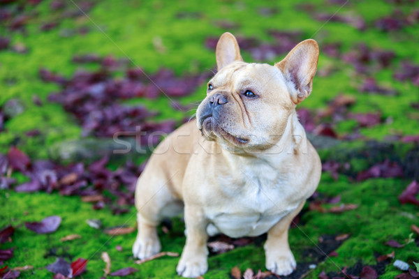 French Bulldog with Purple Leaved Plum Leaves and Moss. Stock photo © yhelfman