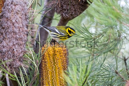 Townsend's Warbler (Setophaga townsendi) perched on Hairpin Banskia (Banksia spinulosa).  Stock photo © yhelfman