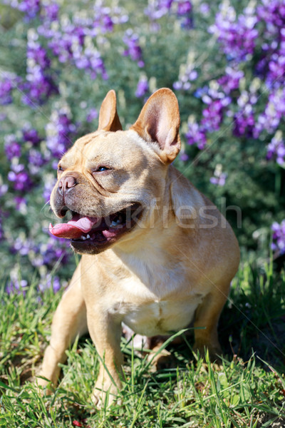 Heavy breathing French Bulldog hiking in the park in springtime in Northern California. Stock photo © yhelfman