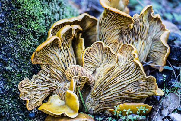 Omphalotus olivascens, commonly known as the western jack-o'-lantern mushroom Stock photo © yhelfman