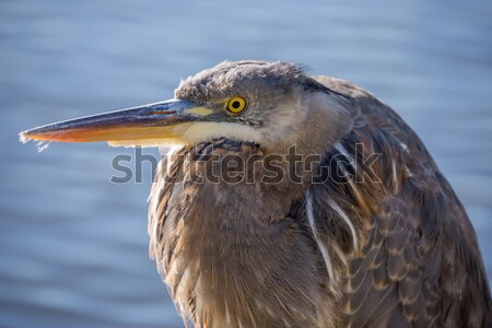 Great Blue Heron - Ardea Herodias, Juvenile. Stock photo © yhelfman