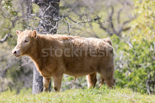 Vaca valle camino parque Foto stock © yhelfman