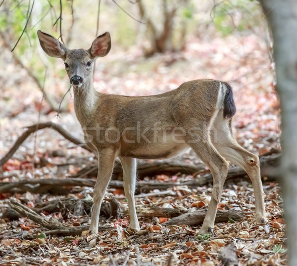 Black-tailed Deer (Odocoileus hemionus) in alert. Stock photo © yhelfman