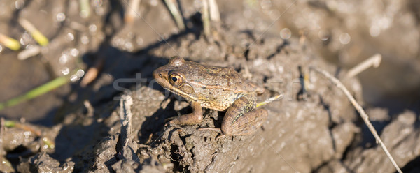 American Bullfrog - Lithobates catesbeianus. Santa Clara County, California, USA Stock photo © yhelfman