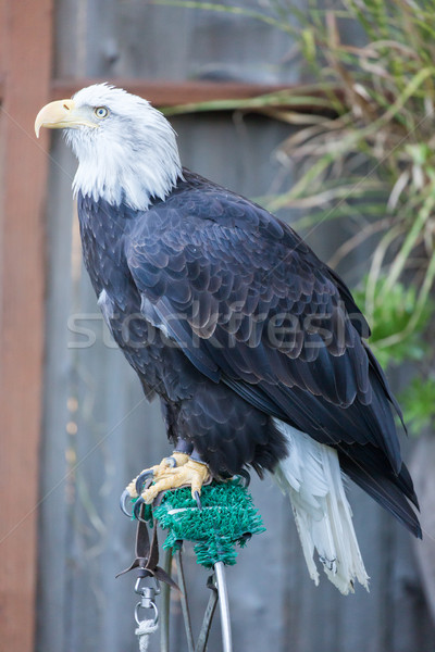 American Bald Eagle - Haliaeetus leucocephalus, Adult Female Stock photo © yhelfman