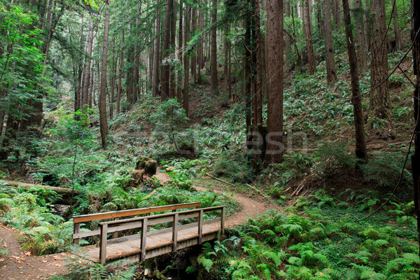 Bridge to Redwood Forest Stock photo © yhelfman