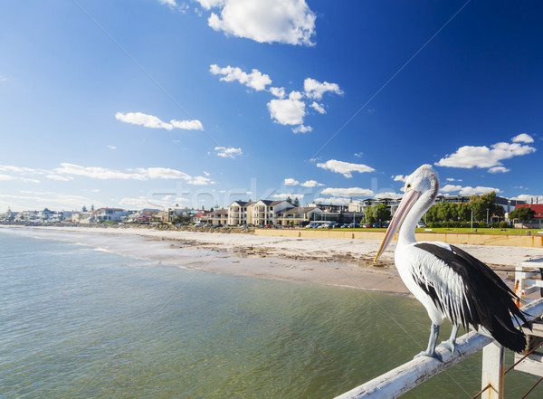 Pelican at a jetty in beachside suburb of Adelaide Stock photo © ymgerman