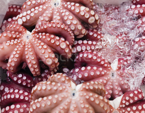 осьминога свежие рынке рыбалки розовый Сток-фото © ymgerman