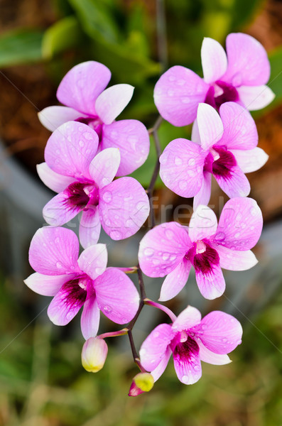 Orchidea fehér rózsaszín csíkok Thaiföld virág Stock fotó © Yongkiet