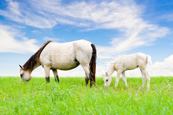 Foto stock: Caballo · blanco · yegua · potro · cielo · Tailandia