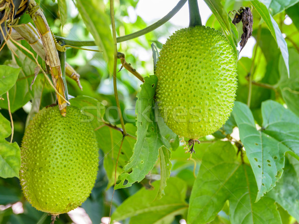 Green Gac fruit Stock photo © Yongkiet