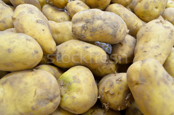 Raw potato tubers Stock photo © Yongkiet