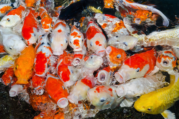 Farbenreich viele Koi Fisch Karpfen zusammen Stock foto © Yongkiet