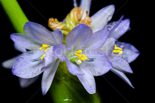 Purple flowers of Monochoria hastata (L.) Solms Stock photo © Yongkiet