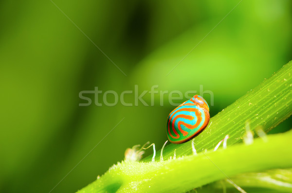 Blue Ladybug with orange stripe Stock photo © Yongkiet