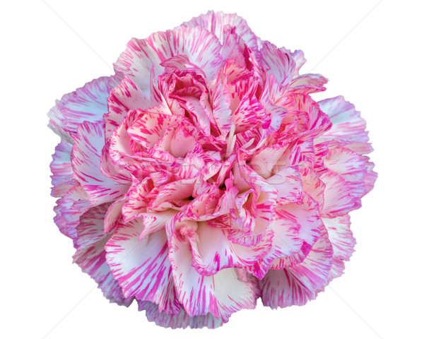 Clavel flor blanco hermosa rosa aislado Foto stock © Yongkiet