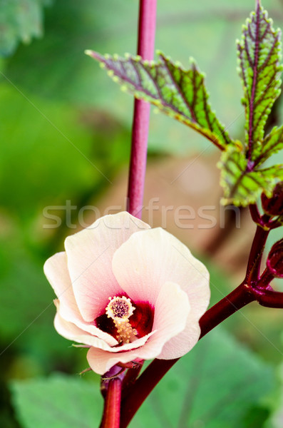 ストックフォト: ジャマイカ · 花 · ピンクの花 · 桜 · ツリー · ハイビスカス