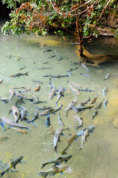 Karpfen Fisch Natur Sohn rock Wasserfall Stock foto © Yongkiet