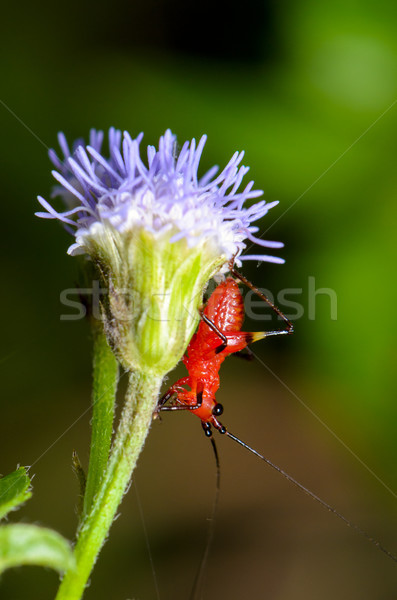 Minuscolo rosso cricket nero erba Foto d'archivio © Yongkiet