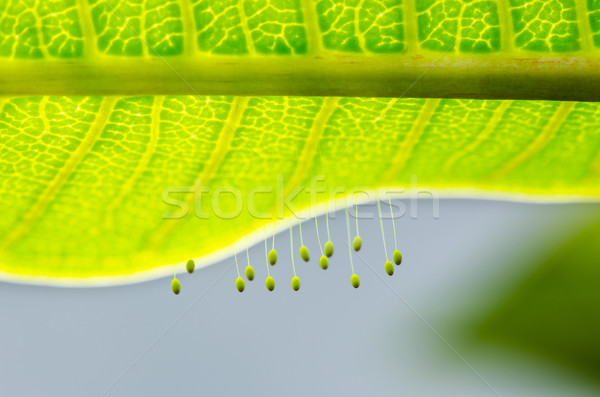 Eggs of green lacewing Stock photo © Yongkiet