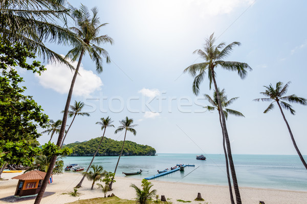 Meer Strand schönen natürlichen Landschaft Kokosnuss Stock foto © Yongkiet