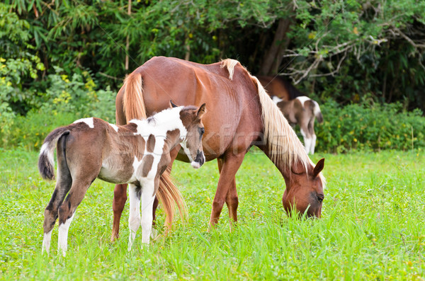 Mare and foal with brown white Stock photo © Yongkiet