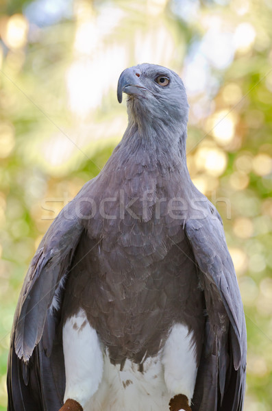 Lesser Fish Eagle ( Ichthyophaga humili ) Stock photo © Yongkiet