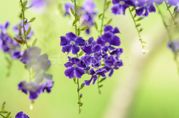 Golden Dew Drop or Sky Flower ( Duranta erecta ) Stock photo © Yongkiet