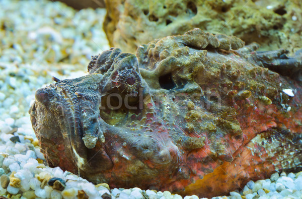 Marines poissons espèce venimeux colonne vertébrale [[stock_photo]] © Yongkiet