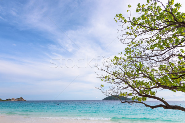 Sea and beach of Similan island in Thailand Stock photo © Yongkiet